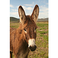 Eseltjiesrus Donkey Sanctuary image